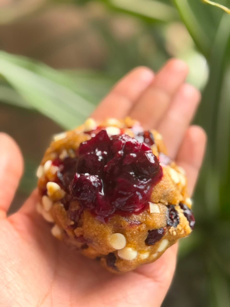 Galleta de cheesecake de frutos rojos sostenida en la palma de la mano frente a unas hojas verdes, coronada con salsa de moras y arándanos brillante, con chips de chocolate blanco por toda la masa.